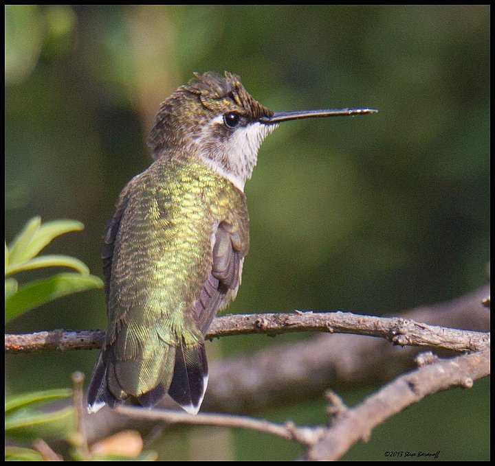 _3SB7672 rufous hummingbird female.jpg